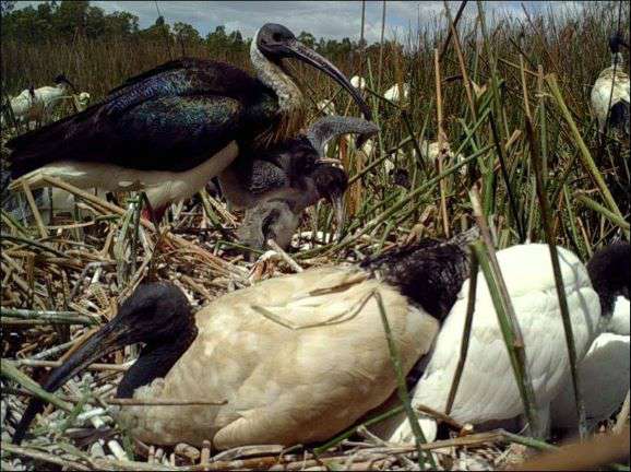 ibis nesting in barmah